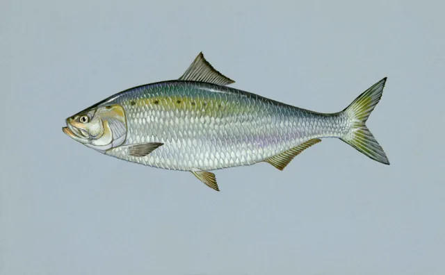 American Shad, a reference illustration for identifying your catch