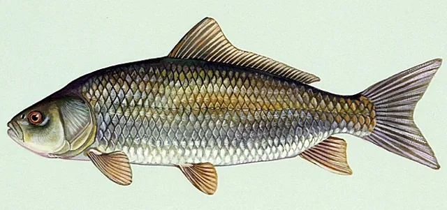 Bigmouth Buffalo, a reference illustration for identifying your catch