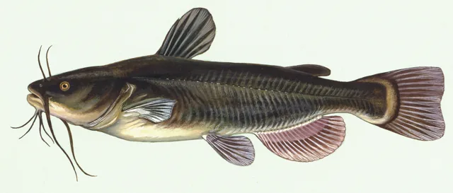 Black Bullhead, a reference illustration for identifying your catch