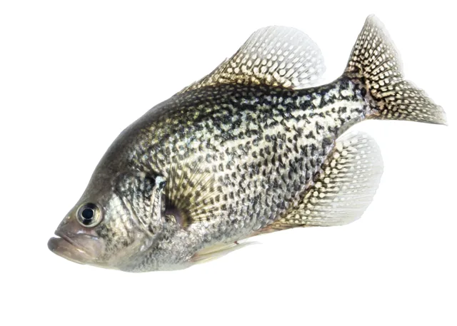 Black Crappie, a reference illustration for identifying your catch