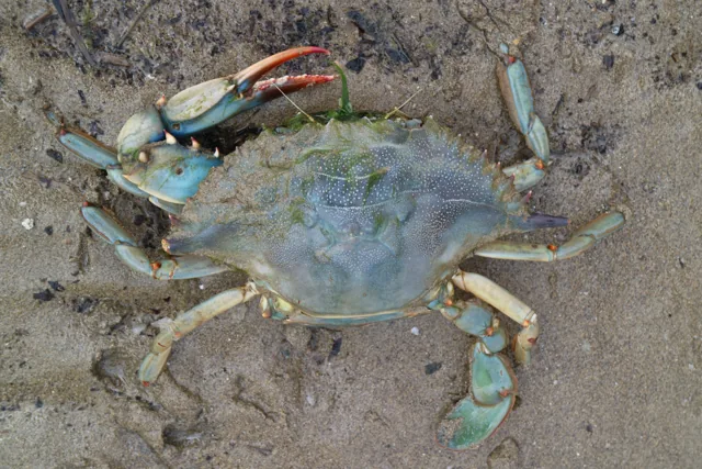 Blue Crab, a reference illustration for identifying your catch
