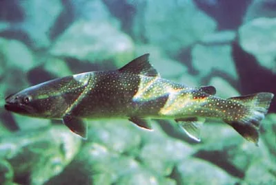 Bull Trout, a reference illustration for identifying your catch