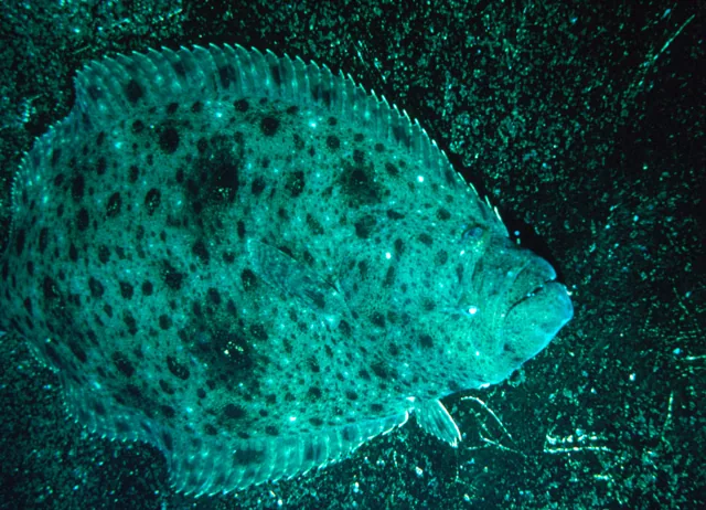 California Halibut, a reference illustration for identifying your catch