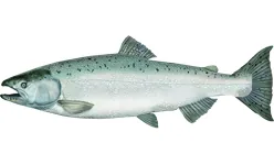 Chinook Salmon, a reference illustration for identifying your catch