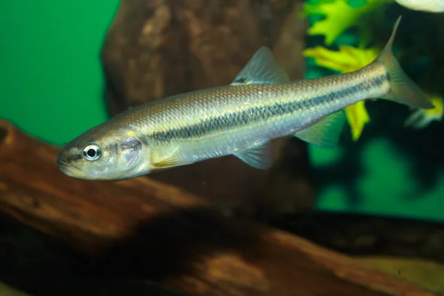 Creek Chub, a reference illustration for identifying your catch