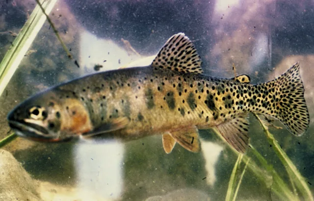 Cutthroat Trout, a reference illustration for identifying your catch