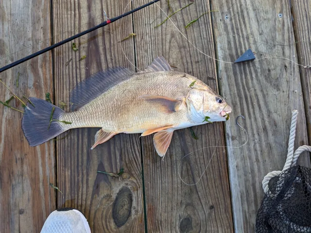 Freshwater Drum, a reference illustration for identifying your catch