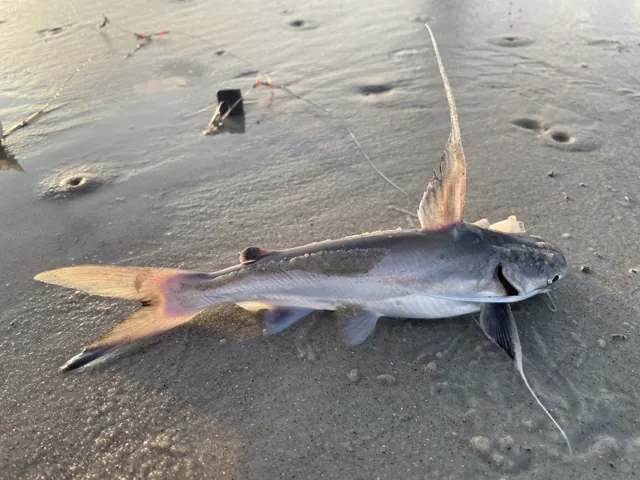 Gafftopsail Catfish, a reference illustration for identifying your catch