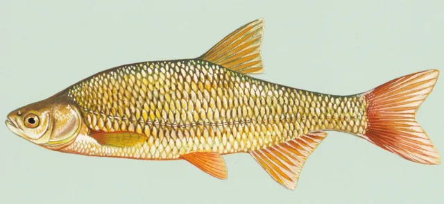 Golden Shiner, a reference illustration for identifying your catch
