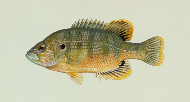 Green Sunfish, a reference illustration for identifying your catch