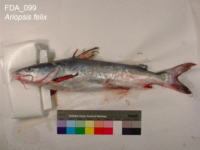 Hardhead Catfish, a reference illustration for identifying your catch