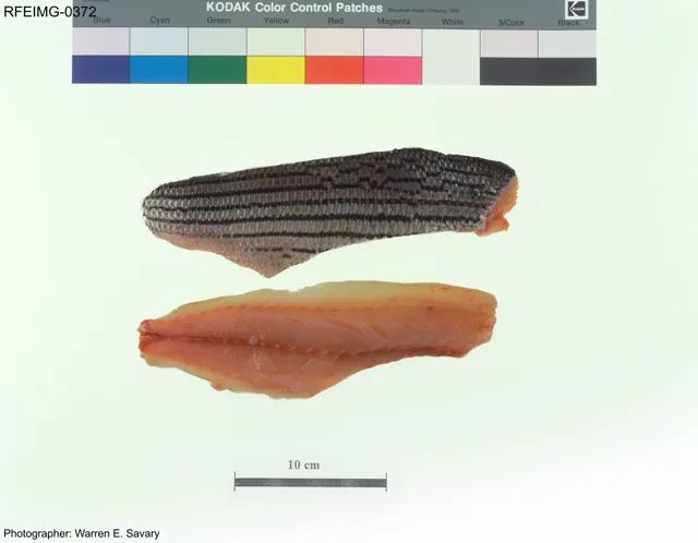 Hybrid Striped Bass, a reference illustration for identifying your catch