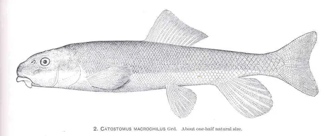 Largescale Sucker, a reference illustration for identifying your catch