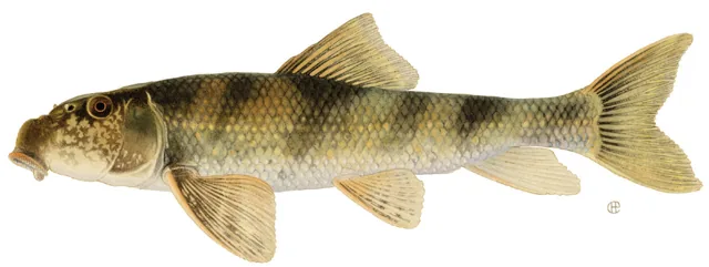 Northern Hogsucker, a reference illustration for identifying your catch