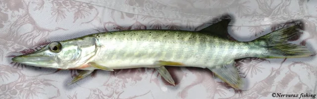 Northern Pike, a reference illustration for identifying your catch