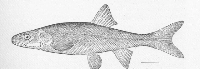 Northern Pikeminnow, a reference illustration for identifying your catch