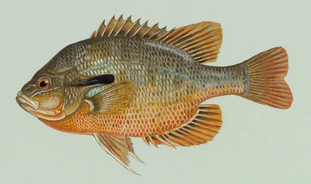 Redbreast Sunfish, a reference illustration for identifying your catch