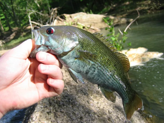 Redeye Bass, a reference illustration for identifying your catch
