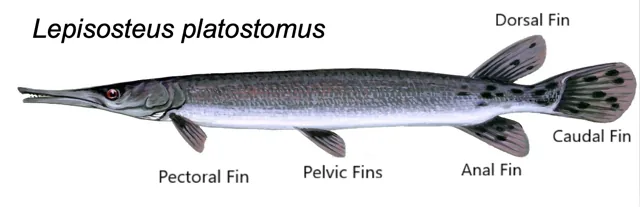 Shortnose Gar, a reference illustration for identifying your catch