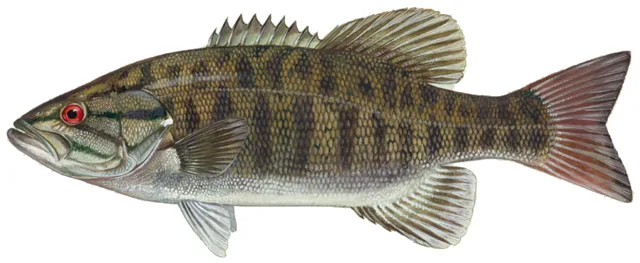 Smallmouth Bass, a reference illustration for identifying your catch