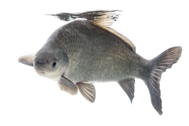 Smallmouth Buffalo, a reference illustration for identifying your catch