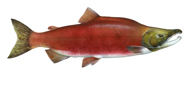 Sockeye Salmon, a reference illustration for identifying your catch