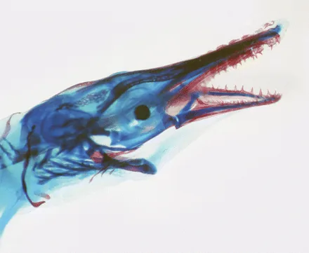 Spotted Gar, a reference illustration for identifying your catch
