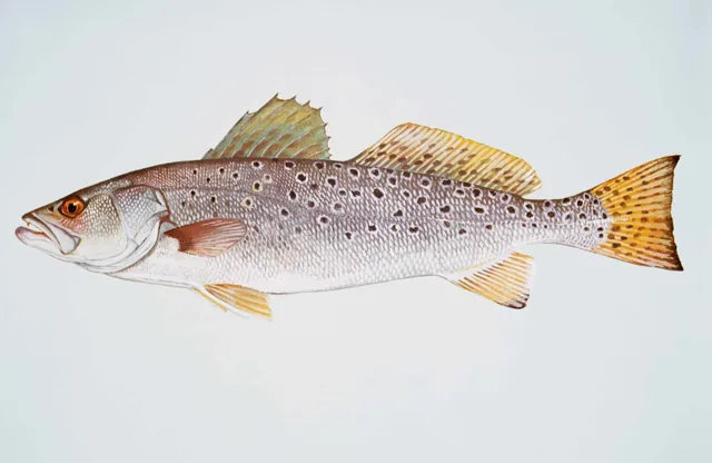 Spotted Seatrout, a reference illustration for identifying your catch