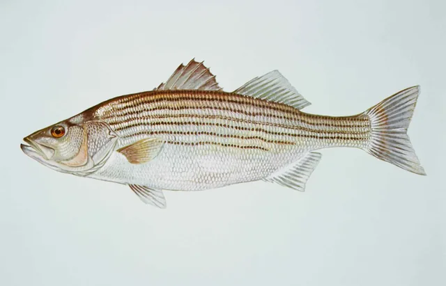 Striped Bass, a reference illustration for identifying your catch
