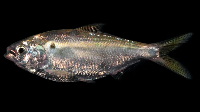 Threadfin Shad, a reference illustration for identifying your catch