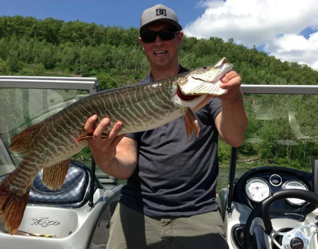 Tiger Muskie, a reference illustration for identifying your catch
