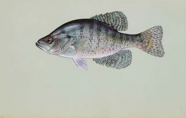 White Crappie, a reference illustration for identifying your catch