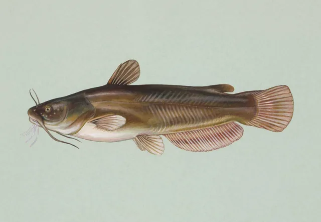 Yellow Bullhead, a reference illustration for identifying your catch